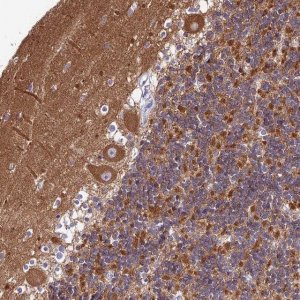 Anti-CNOT6 antibody produced in rabbit 