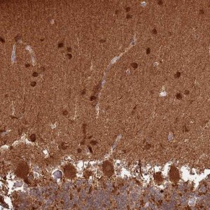 Anti-CNPY1 antibody produced in rabbit 