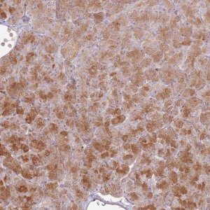 Anti-CNPY1 antibody produced in rabbit 