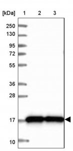 Anti-CNPY2 antibody produced in rabbit 