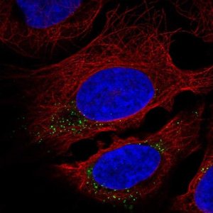 Anti-CNST antibody produced in rabbit 