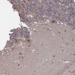 Anti-CNTD2 antibody produced in rabbit 