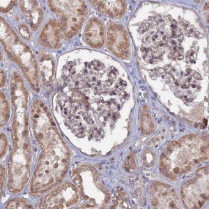 Anti-CNTD2 antibody produced in rabbit 