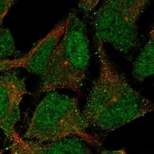 Anti-CNTLN antibody produced in rabbit 