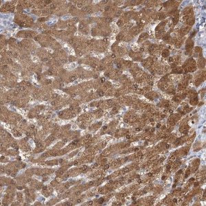 Anti-CNTLN antibody produced in rabbit HPA036728-100UL