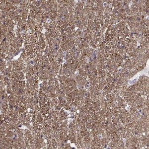 Anti-CNTN1 antibody produced in rabbit 