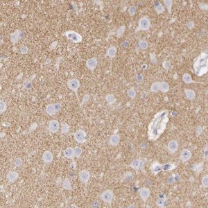 Anti-CNTN2 antibody produced in rabbit 