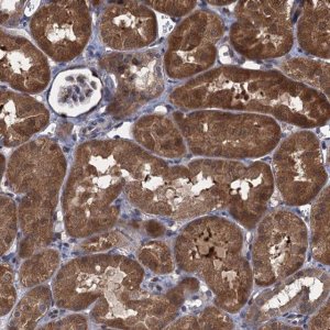 Anti-CNTN5 antibody produced in rabbit 