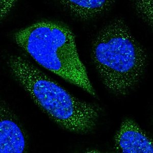 Anti-CNTN5 antibody produced in rabbit 