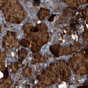 Anti-CNTN6 antibody produced in rabbit 