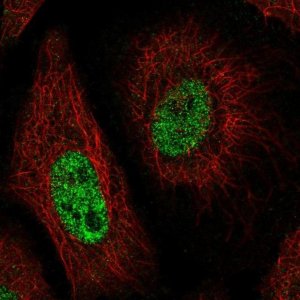 Anti-CNTNAP1 antibody produced in rabbit 