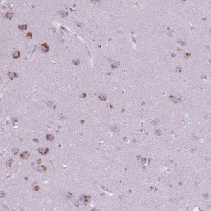 Anti-CNTNAP3 antibody produced in rabbit 