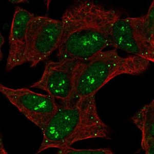 Anti-CNTNAP5 antibody produced in rabbit 