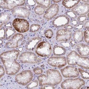 Anti-COA5 antibody produced in rabbit 