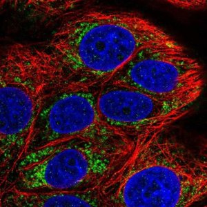 Anti-COA5 antibody produced in rabbit 
