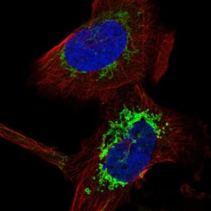 Anti-COA6 antibody produced in rabbit HPA028588-100UL