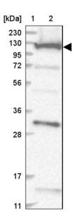 Anti-COG1 antibody produced in rabbit 