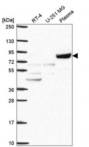 Anti-COG2 antibody produced in rabbit 