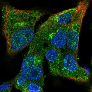 Anti-COG3 antibody produced in rabbit 