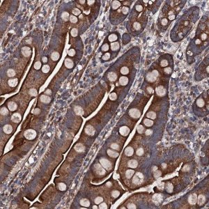 Anti-COG4 antibody produced in rabbit 