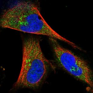 Anti-COG4 antibody produced in rabbit 