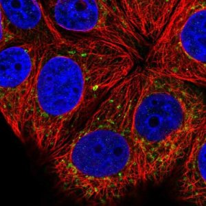Anti-COG8 antibody produced in rabbit 