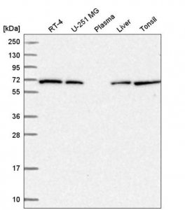 Anti-COG8 antibody produced in rabbit 