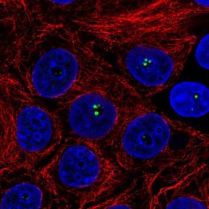 Anti-COIL antibody produced in rabbit 