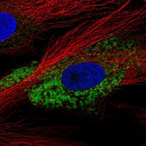 Anti-COL1A2 antibody produced in rabbit 