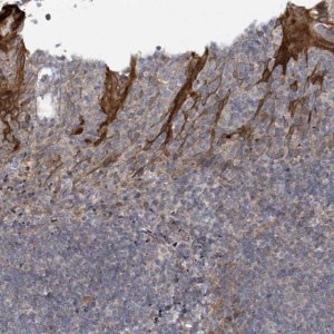 Anti-COL5A3 antibody produced in rabbit 