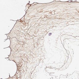 Anti-COL9A2 antibody produced in rabbit HPA075286-100UL