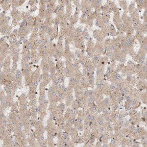 Anti-COLEC11 antibody produced in rabbit 