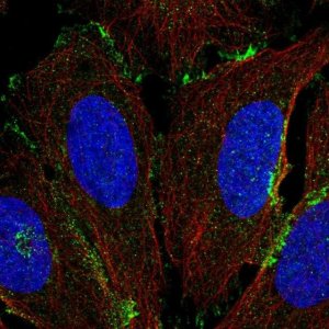 Anti-COLEC12 antibody produced in rabbit 
