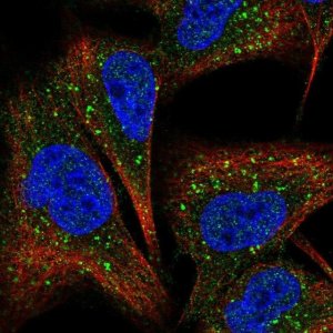 Anti-COMMD7 antibody produced in rabbit 