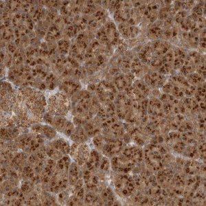Anti-COPA antibody produced in rabbit 