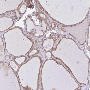 Anti-COPB1 antibody produced in rabbit HPA064403-100UL