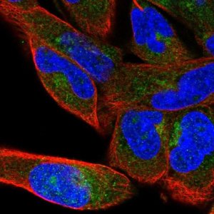 Anti-COPB1 antibody produced in rabbit HPA064403-100UL