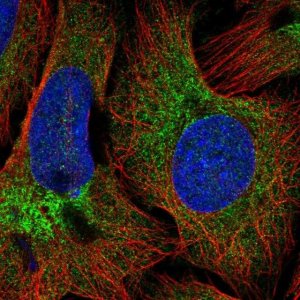 Anti-COPB2 antibody produced in rabbit 