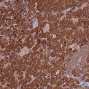 Anti-COPE antibody produced in rabbit HPA043576-100UL