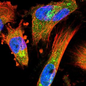 Anti-COPE antibody produced in rabbit HPA043576-100UL