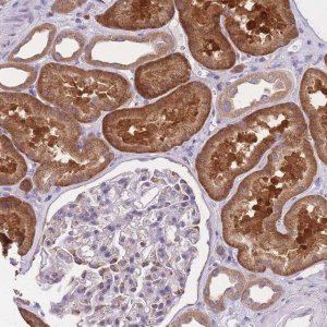Anti-COPG1 antibody produced in rabbit HPA045712-100UL