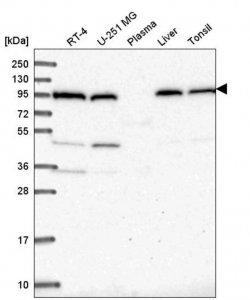 Anti-COPG1 antibody produced in rabbit HPA045712-100UL