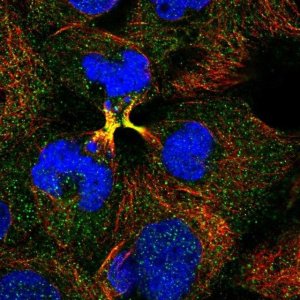 Anti-COPS2 antibody produced in rabbit 