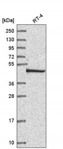 Anti-COPS3 antibody produced in rabbit 