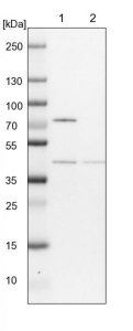 Anti-COPS4 antibody produced in rabbit HPA036894-100UL