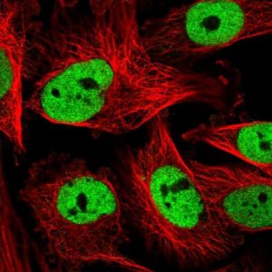 Anti-COPS6 antibody produced in rabbit 