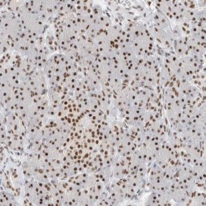 Anti-COPS7A antibody produced in rabbit 