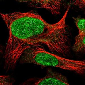 Anti-COPS7A antibody produced in rabbit 
