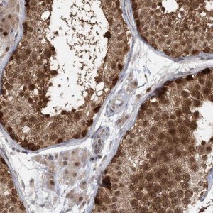 Anti-COPS7B antibody produced in rabbit 