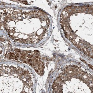 Anti-COPS7B antibody produced in rabbit HPA034675-100UL